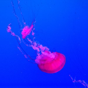 Rippley's Aquarium May 2014